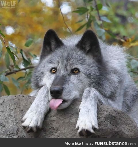 Wolves go blep, also