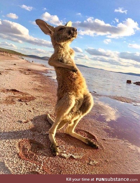 A baby kangaroo taking in some sun