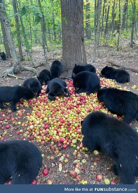 Black beers have a thing for a apples, allegedly