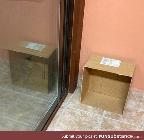 Schrödinger's cat