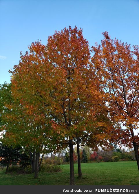 Peaceful multi tone tree