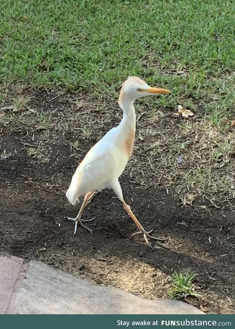 This bird looks like she needs to speak to the manager