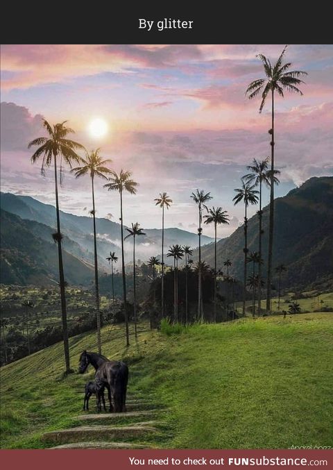 Cocora Valley, Quindío, Colombia.