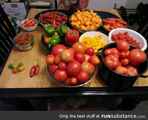 Nice little harvest from our garden yesterday!