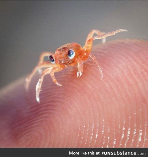 Baby crabs are pretty cutesie