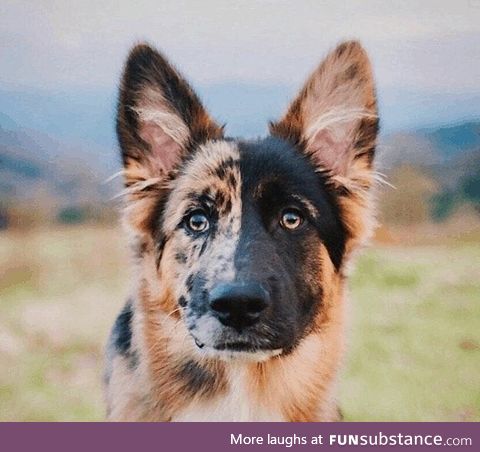 Australian/german shepherd mix