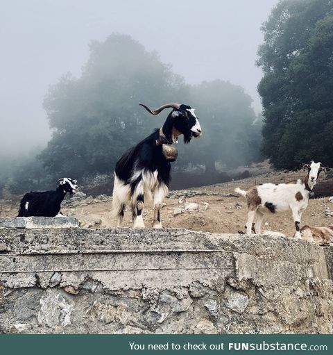 Took a photo which accidentally turned out to be the album cover of a metal goat band