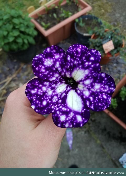 ???? The night sky Petunia