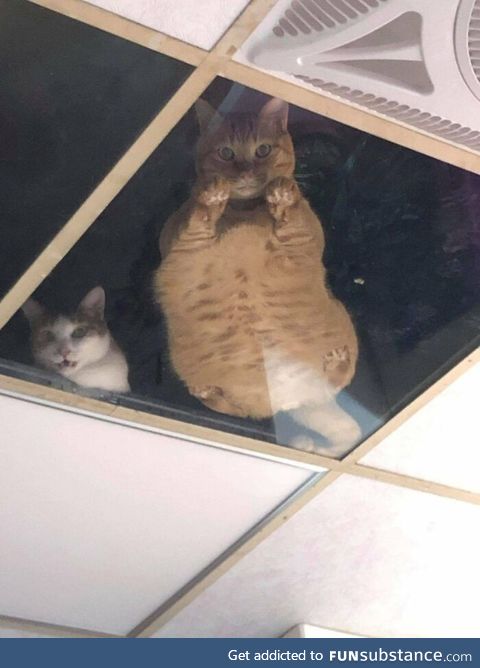 Shop Owner Installed A Glass Ceiling For His Cats And Now They Won’t Stop Staring At Him