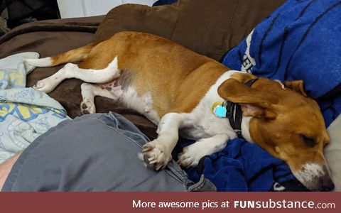 My dad's dog has taken over my bed