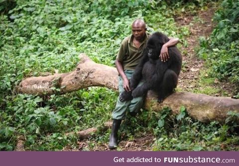 Park ranger comforts gorilla after it lost its mother. Gorilla understands the rangers