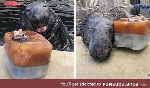 Seal surprised with a giant iced fish cake on his 31st birthday!