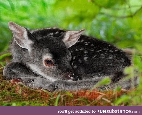 A melanistic deer