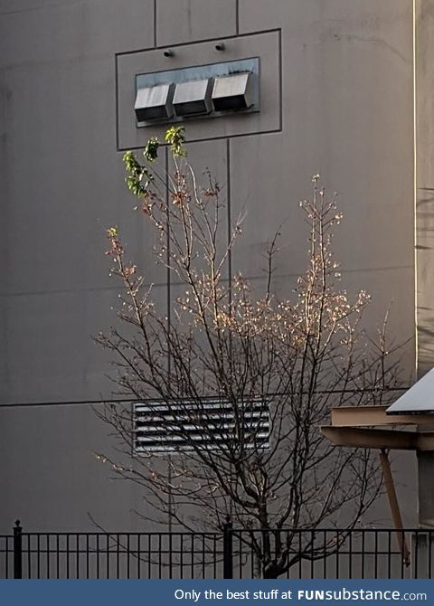 The way these exhaust vents are keeping the leaves alive in close to zero degrees weather