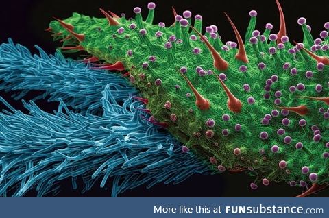 A Cannabis bud under an electron microscope