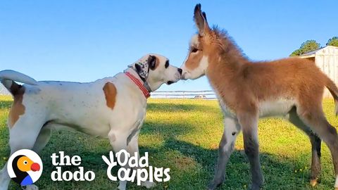 Colton the dog and Willow the baby donkey (FeelGoodSubstance)