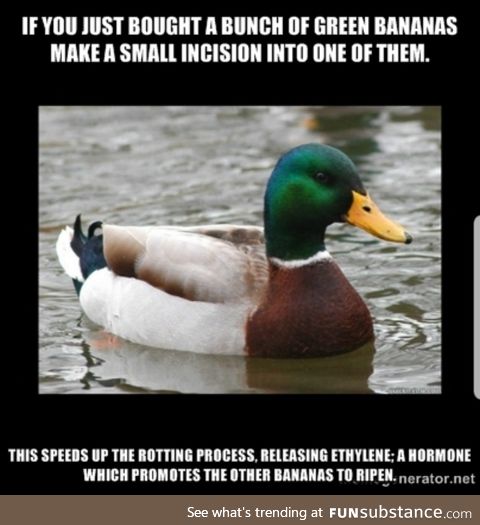 Mr. Duck dropping knowledge