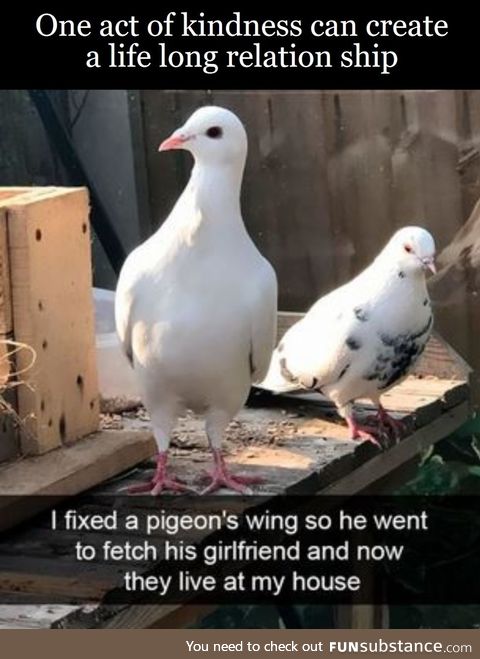 Fix a birb a day and they never go away