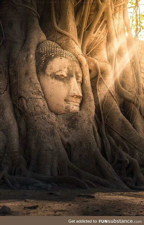 This giant stone Buddha engulfed by trees, Thailand