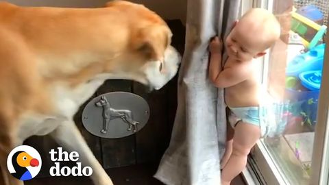 Just a little boy and his 180lb dog for some WholesomeSubstance