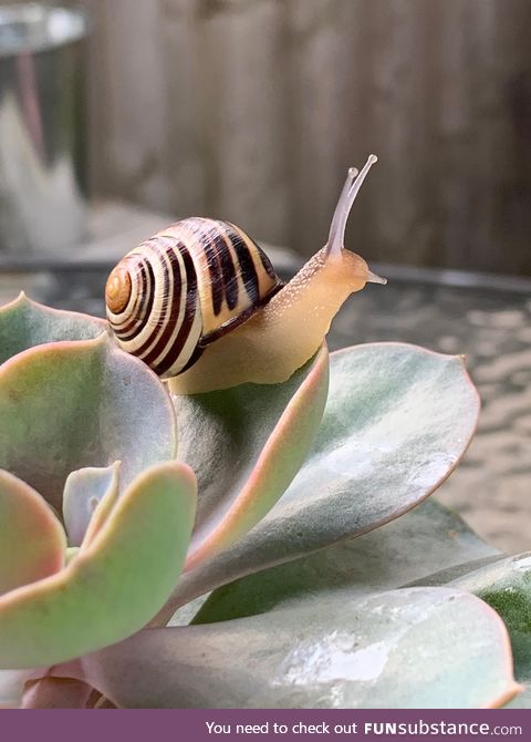 Snail