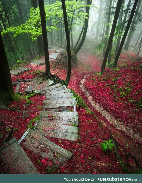 Forest walkway in Canton of Zürich