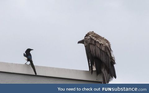 A vulture escaped from a zoo in the Netherlands and it was harassing some magpies in