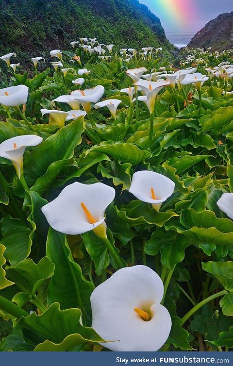 Beautiful flowers