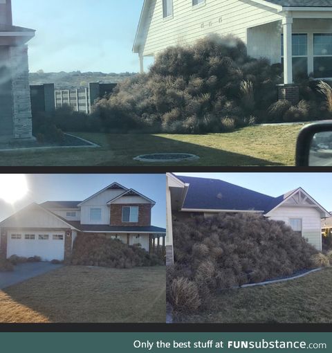 The beautiful tumbleweeds of Eastern Washington