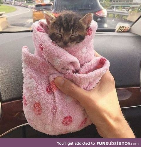 Travelling purrito