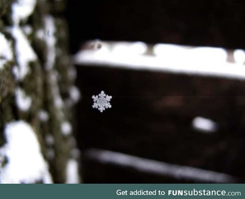 Spider web vs snow flake