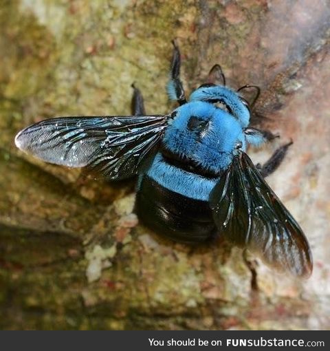 Stunning blue carpenter bee