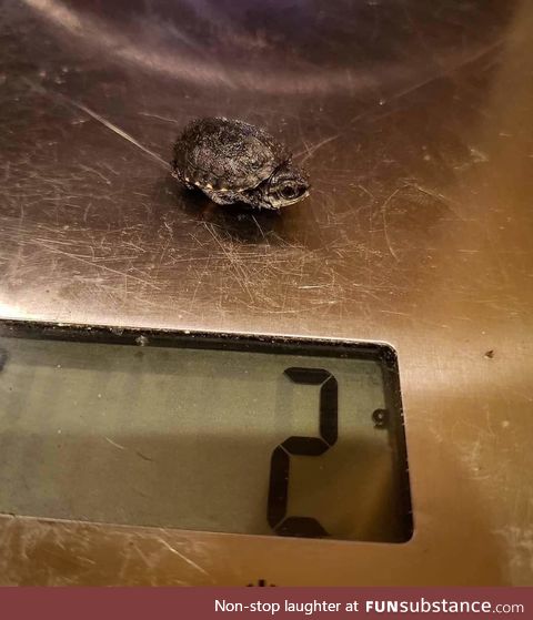 2 grams of turtle power!