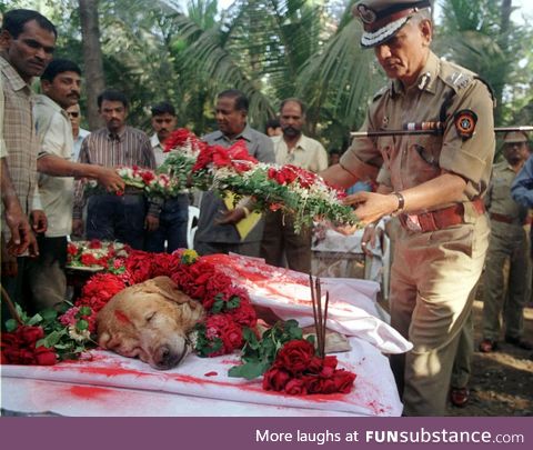 Burial of Zanjeer - the explosives detection dog who saved thousands of lives in 1993