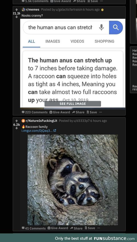 Or 4 baby raccoons