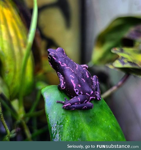 The purple [people eater] harlequin toad