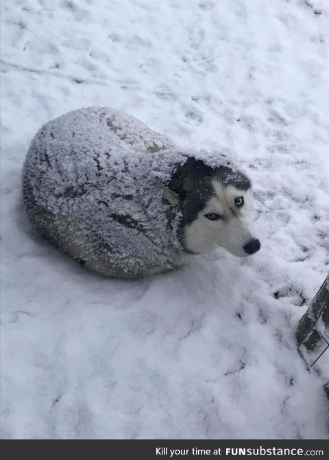 A Husky or a seal?