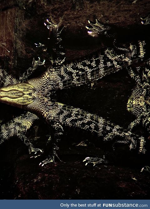 Trippy Gators at the Tennessee Aquarium