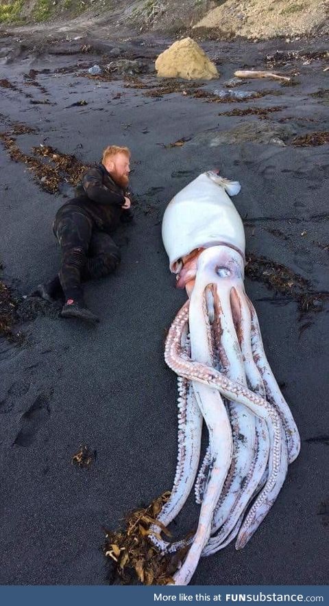 Giant squid washed up on New Zealand beach