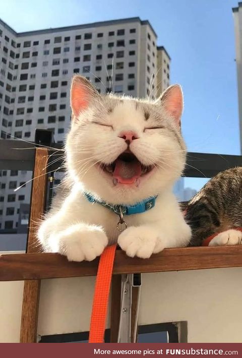 Meet the happiest cat