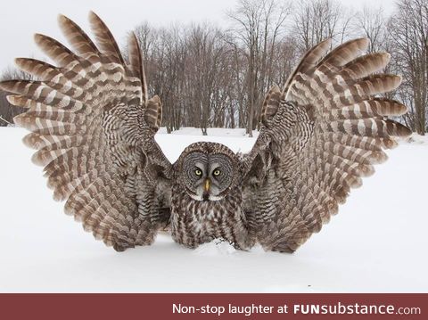 Great grey owl