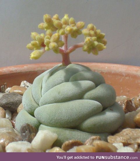 Unusual succulent plant