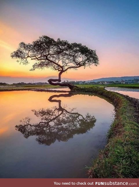 Lone tree