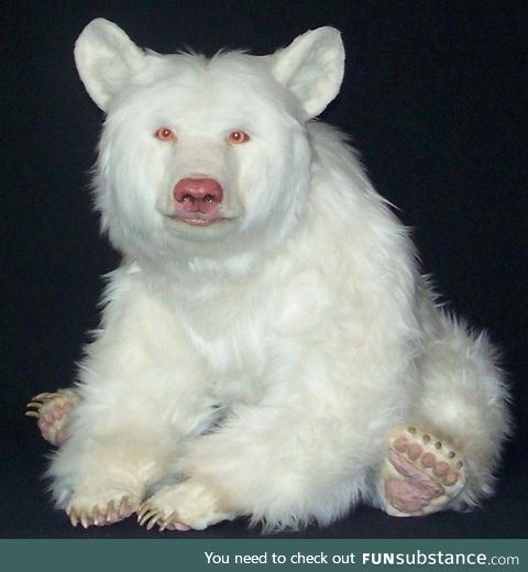 It’s an albino black bear, apparently