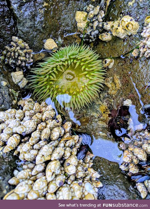 Tide pooling in Yachats, OR