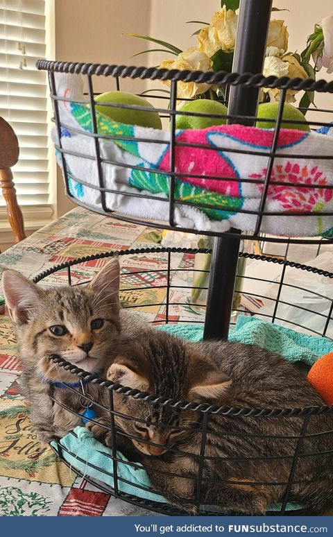 Couldn't find our kittens anywhere. Never thought to check the fruit basket