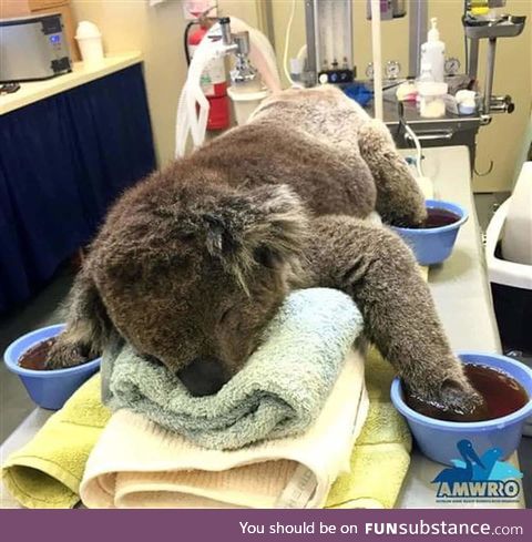 Koala recovering after being rescued