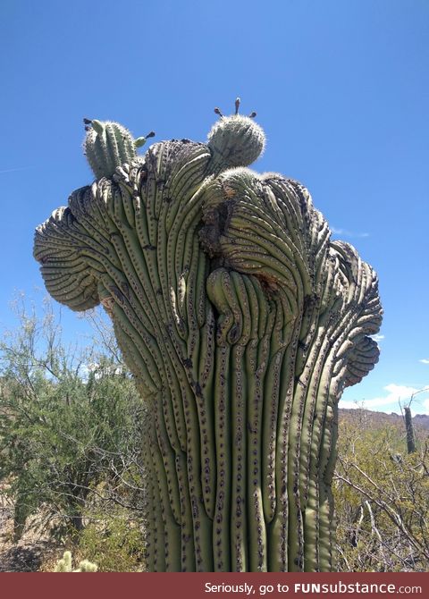 A rare "crested" saguaro cactus