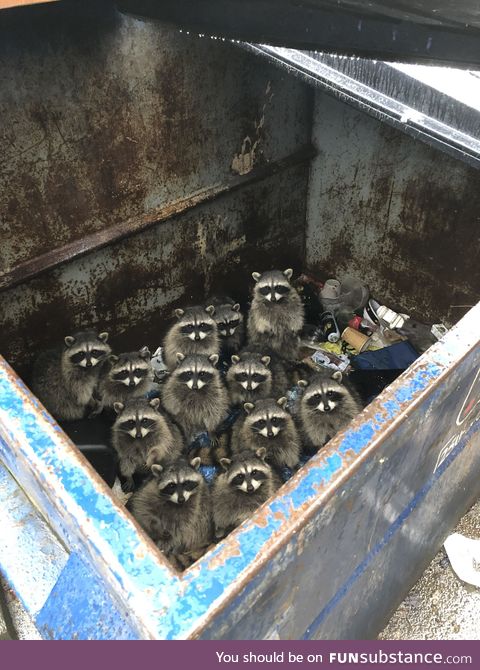 Trash pandas will inherit the earth