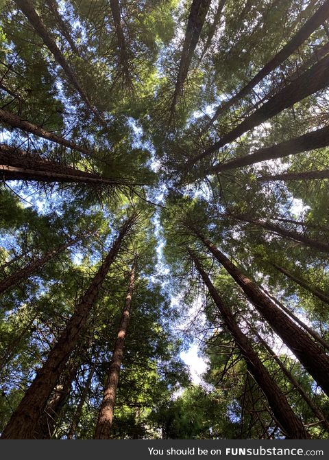 Visited the redwood forest in Rotorua, New Zealand